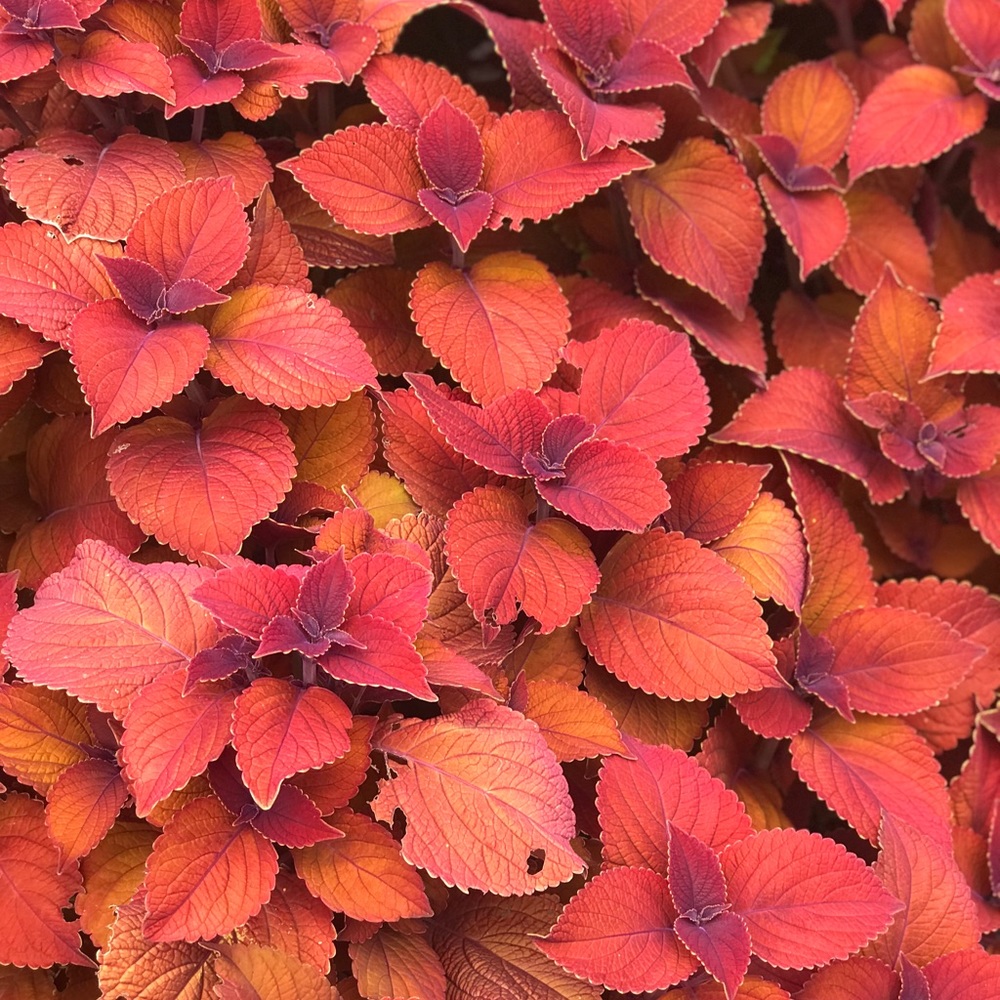 Meet your Posher, IceBleuMink